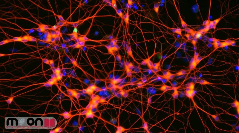 تبدیل سلول های خونی به نورون های مغزی